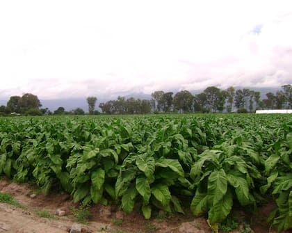 El tabaco, por ejemplo, requiere más de 120 jornales por hectárea durante todo su ciclo, lo que convierte a la eficiencia en el control de las labores y la mecanización en factores estratégicos dentro de la estructura de costos