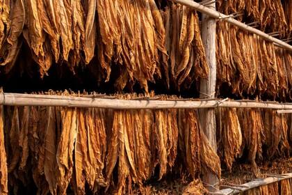 El tabaco puede servir para abaratar la producción de medicamentos complejos