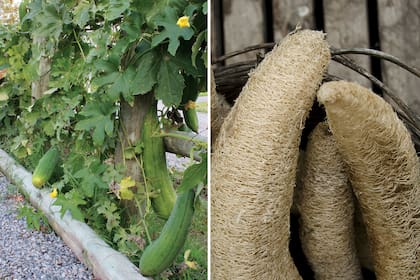 El tallo de la planta se aferra a estructuras, árboles o tutores por medio de zarcillos que emiten los nudos de cada rama (izquierda). Sus frutos secos y pelados (derecha), se utilizan como esponja. Sus fibras también se aprovechan en la industria textil, como aislante y como filtro. De las semillas se extrae un aceite muy fino.