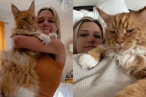 El tamaño de Finn genera furor entre los usuarios en las redes sociales (Captura: TikTok @theaquarianmermaid)