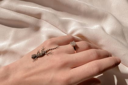 El tamaño de la lagartija puede indicar la magnitud de algunos problemas en nuestras vidas