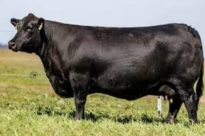 El tamaño de la vaca de cría debe guardar relación con el potencial productivo del campo