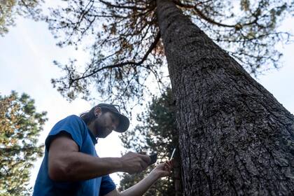 El tamaño del árbol es un buen indicador de la supervivencia en campo   (AP Photo/Stephen Brashear)