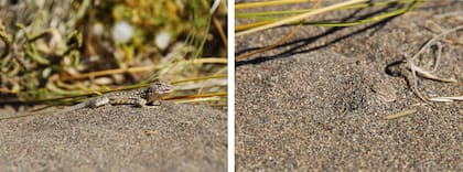El tamaño máximo que puede alcanzar, sin contar la cola, es de 5 centímetros aproximadamente
