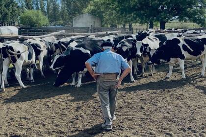 El tambero Alberto Garibotti seleccionando la mejor hacienda Holando Argentino