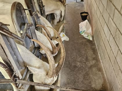 De París al campo argentino: la francesa que eligió hacer quesos 10 El tambo de la productora