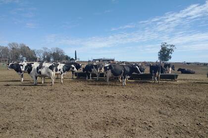 “Da escalofríos”: advierten una preocupante aceleración de la liquidación de vacas de los tambos 9 El tambo de Marcos Capelo está en la localidad de Sansinena, provincia de Buenos Aires