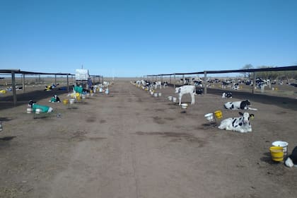 “Da escalofríos”: advierten una preocupante aceleración de la liquidación de vacas de los tambos 4 El tambo de Marcos Capelo está en la localidad de Sansinena, provincia de Buenos Aires