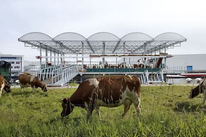 El tambo flotante está en el puerto, lo que permite a las vacas bajar cada tanto para caminar un poco