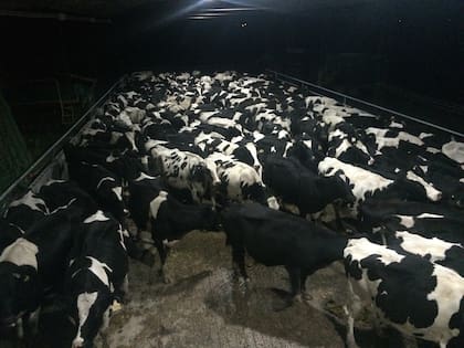 El tambo inaugurado recientemente