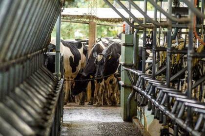 El tambo posee 500 vacas