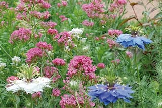 Cuatro combinaciones perfectas para darle un estilo pradera a tu jardín