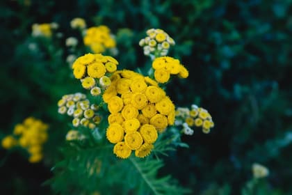 El Tanacetum parthenium es utilizado para enfrentar diversas dolencias (Foto Pexels)