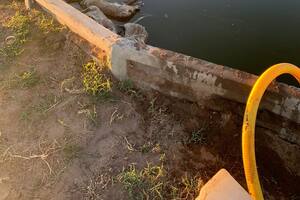 El tanque donde aparecieron muertos los jabalíes