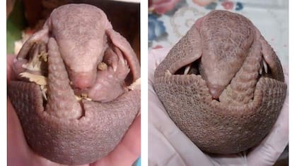 El Tatú bola es el único armadillo del país que se hace bola -de allí proviene su nombre-, para protegerse de los depredadores