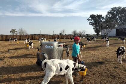El "taxi lechero" para alimentar a los terneros