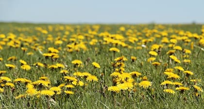 El té de diente de león es recomendado para limpiar el hígado