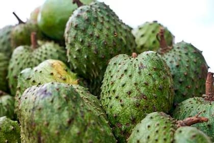 El té de hojas de guanábana guarda diferentes propiedades pero debe ser sumado a la dieta por recomendación médica