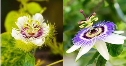 El té de pasiflora puede ayudar a combatir el insomnio