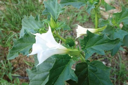 El té de toloache causa malestares en el organismo, y hasta podría provocar la muerte