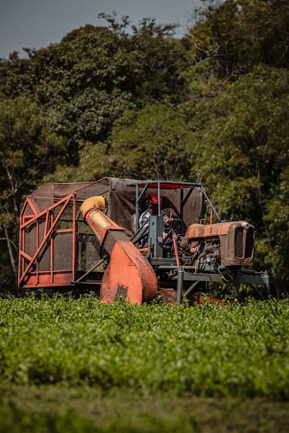 El té es otro de los cultivos intensivos en los que la empresaencontró un mercado muy viable, porque además suele producirse con certificaciones internacionales. Misiones exporta el 95% del té que produce y explica la casi totalidad de este cultivo que en 2023 cumple 100 años en el país