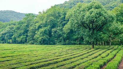El té verde es una planta que se usa para hacer infusiones desde hace miles de años.