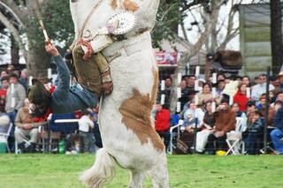 Se llamaba El Temblor y ahora está corcoveando en el cielo