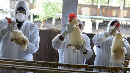 El temor a una pandemia ha llevado a extremar las precauciones ante la gripe aviar.