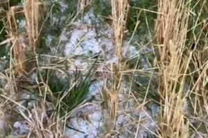 Iba a cosechar por primera vez y una repentina granizada le arrasó el campo