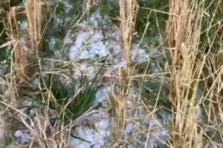 Iba a cosechar por primera vez y una repentina granizada le arrasó el campo