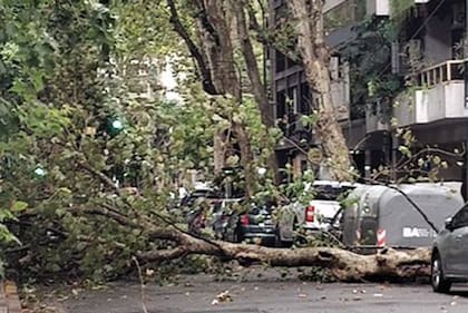 El temporal en Buenos Aires dejó varios árboles caídos y calles cortadas