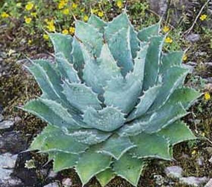 El tequila se obtiene mediante un proceso de destilación, a partir de la materia prima proveniente del agave azul