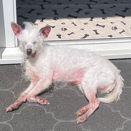 El tercer puesto fue de Daisy Mae, quien superó la pérdida de pelo, dientes y vista