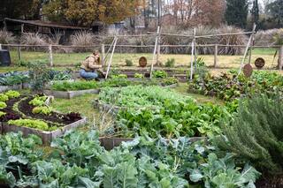 Los secretos de una huerta exitosa en grandes espacios