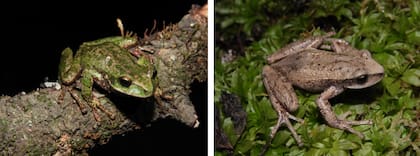 El término “marsupial” alude a la característica de la hembra, que transporta sus huevos en una bolsa dorsal hasta que completan su desarrollo