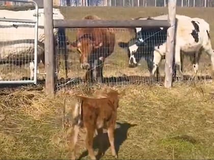 El ternerito le temía a las otras vacas (Captura: The Dodo)