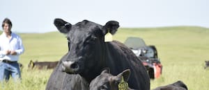 Qué va a pasar con los precios ganaderos tras los picos históricos