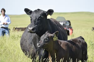 Qué va a pasar con los precios ganaderos tras los picos históricos
