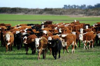 El cepo para exportar está afectando los precios de los terneros y de las vacas para industria