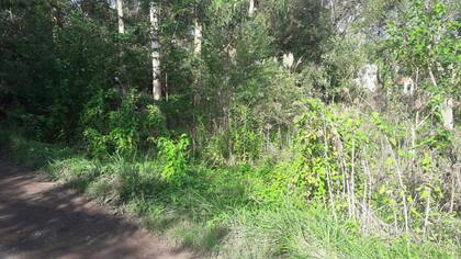 El terreno de su casa quedó abandonado cuando tuvieron que huir a Capital Federal para evitar que las revinculen con el supuesto abusador