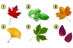 Elegí una de las seis hojas que te hará descubrir el mayor valor en tu vida