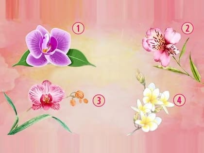 El test visual que expondrá cómo eres cuando elijas una de las cuatro orquídeas