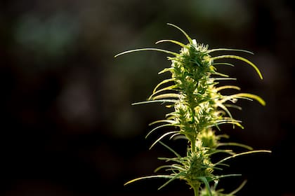El tetrahidrocannabinol, THC, es su compuesto psicoactivo
