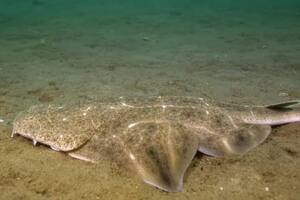 Sorpresa: logran filmar a uno de los tiburones más raros del mundo