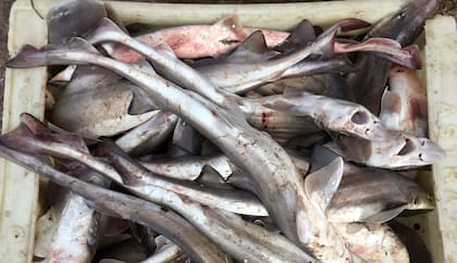 El tiburón ángel y el gatuzo tienen una gran demanda para su consumo fresco en la provincia de Buenos Aires; el pez elefante americano o pez gallo es más demandado en la Patagonia