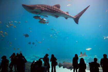 El tiburón ballena es la mayor atracción del Georgia Aquarium.