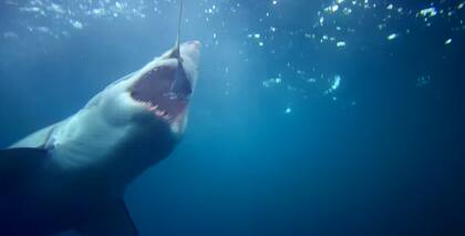 El tiburón blanco ataca a humanos por curiosidad; luego se aleja cuando se da cuenta que no es su presa favorita