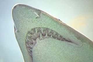Científicos descubrieron que los tiburones cambian sus dientes según el tipo de alimentación que llevan