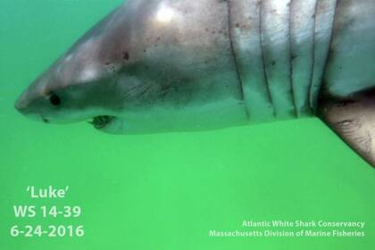 El tiburón blanco Luke fue visto tres veces en Cape Cod el pasado jueves 11 de julio (Atlantic White Shark Conservancy)