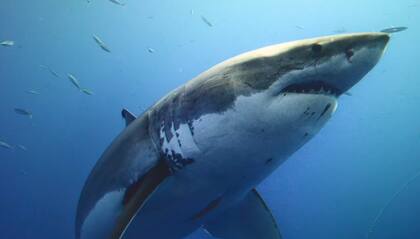 El tiburón blanco puede llegar a pesar varias toneladas